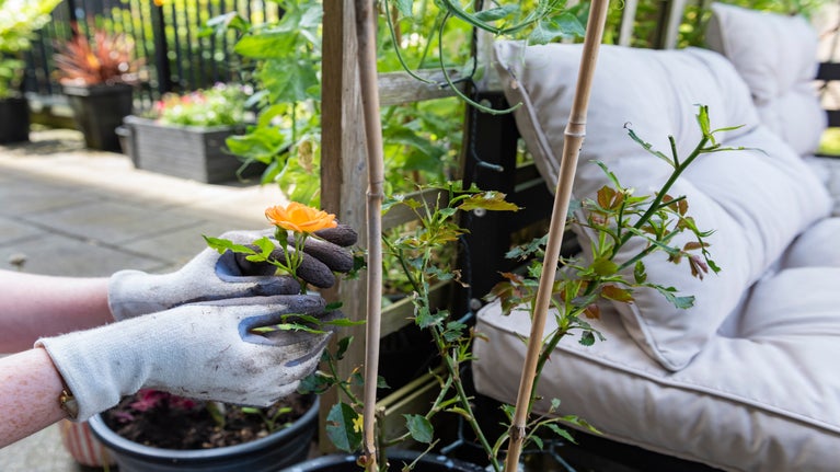 Contestant balcony - Over 100 residents of five neighbourhoods across Greater Manchester signed up to the competition. Its aim was to encourage people to 'green up' their balconies and window boxes with the goal of improving people's connection to nature.